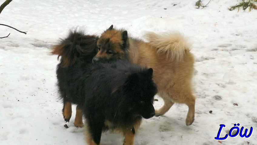 25.1.2026 - Nur nicht zu wild
